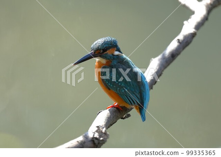 一隻雄性翠鳥棲息在水邊的樹枝上 99335365