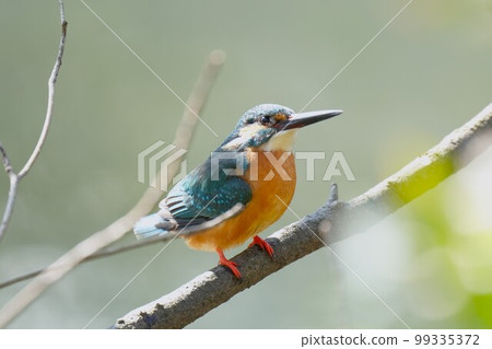 A male kingfisher perched on a branch of a tree near the water A male kingfisher perched on a branch of a tree near the water 99335372
