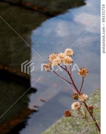 Enokuchi河的水面和Tsuwabuki的棉鈴草（冬天的天空和石蜂斗菜種子） 99335759