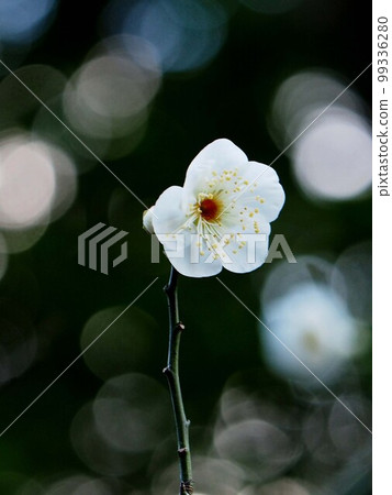 樹枝上的白梅花（天滿宮白梅花特寫） 99336280