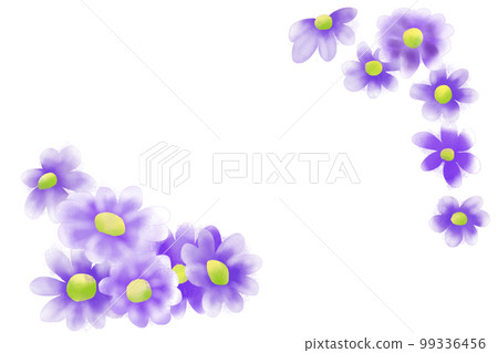 瓜葉菊 (cineraria) 卡 99336456