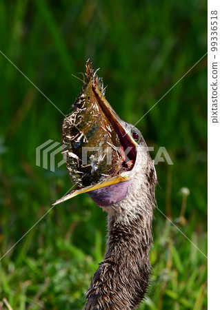 Anhinga - Anhinga anhinga - swallowing large fish in Everglades. 99336518