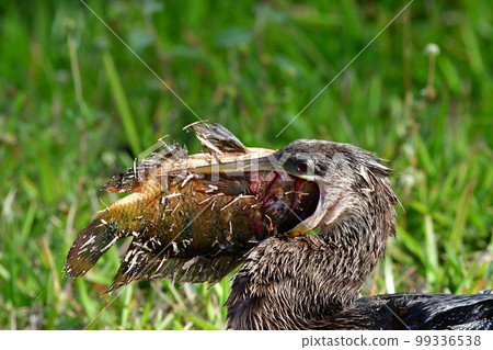 Anhinga - Anhinga anhinga - swallowing large fish in Everglades. Anhinga - Anhinga anhinga - swallowing large fish in Everglades. 99336538