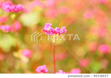 紅色蕎麥花高胺紅寶石 紅色蕎麥花高胺紅寶石 99336657