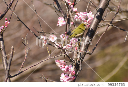 粉紅李子和白眼 99336763