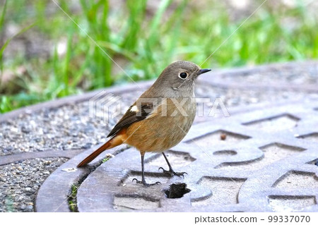 Redstart 在井蓋上擺姿勢 Redstart 在井蓋上擺姿勢 99337070
