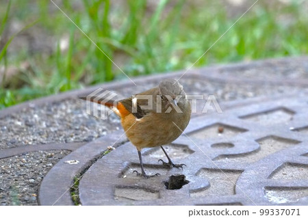 Redstart 在井蓋上擺姿勢 Redstart 在井蓋上擺姿勢 99337071