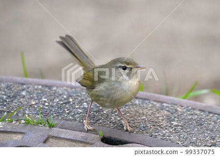 Warbler posing on a manhole cover 99337075