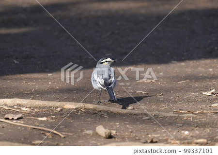 A white wagtail walking quickly on the ground A white wagtail walking quickly on the ground 99337101