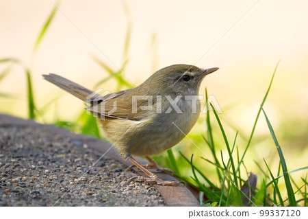 Warbler posing on a manhole cover Warbler posing on a manhole cover 99337120