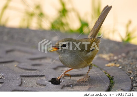 Warbler posing on a manhole cover Warbler posing on a manhole cover 99337121