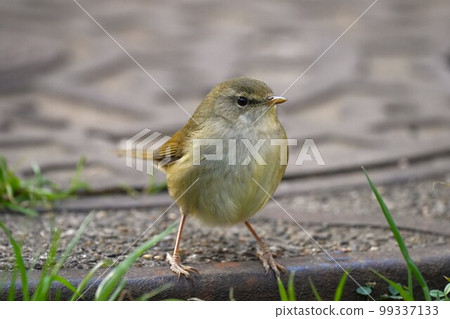 Warbler posing on a manhole cover Warbler posing on a manhole cover 99337133