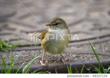 Warbler posing on a manhole cover 99337134