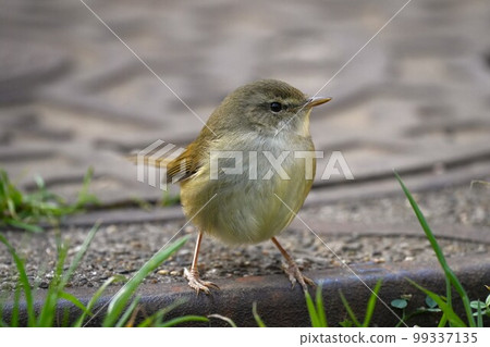 Warbler posing on a manhole cover Warbler posing on a manhole cover 99337135