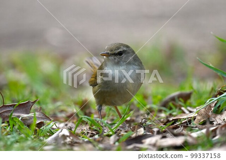 A warbler walking on the ground 99337158