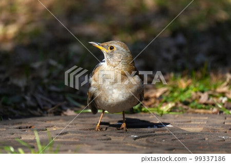 Shirohara walking on the ground 99337186