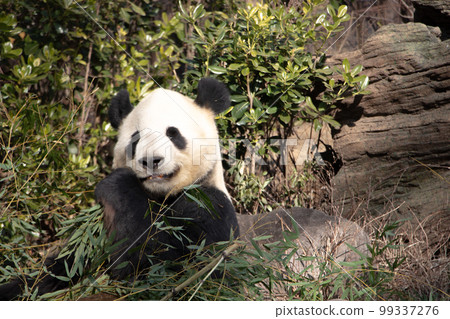 Panda in the meal Panda in the meal 99337276