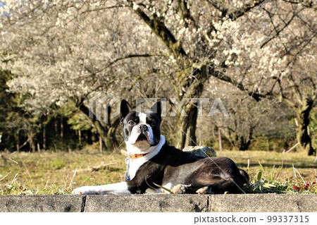 Mighty, a Boston terrier, looking at the blue sky in front of the plum blossoms while enjoying a walk in the woods of Yuzu no Sato Moroyama Town. 99337315