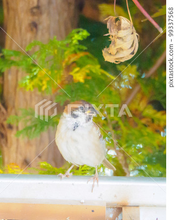 Large shot of a young sparrow in vertical composition Large shot of a young sparrow in vertical composition 99337568