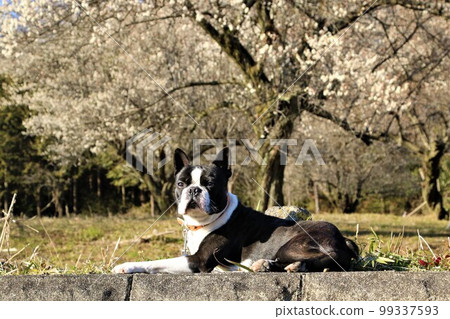 Mighty, a Boston terrier, enjoys a spring walk in Yuzu no Sato Moroyama-cho and gazes at the woodlands in front of the plum blossoms. Mighty, a Boston terrier, enjoys a spring walk in Yuzu no Sato Moroyama-cho and gazes at the woodlands in front of the plum blossoms. 99337593