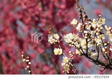 White plum blossoms against a background of red plum blossoms White plum blossoms against a background of red plum blossoms 99337604