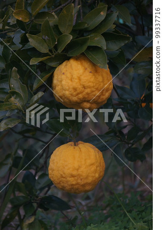 大鬼柚子 99337716