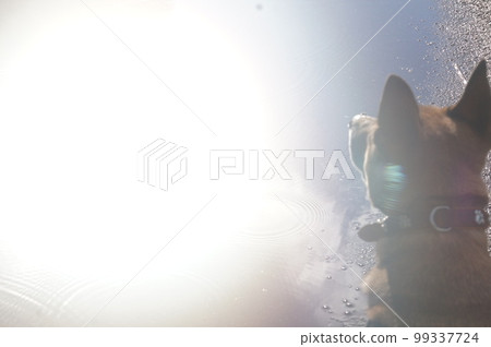 dog walking towards the light 99337724