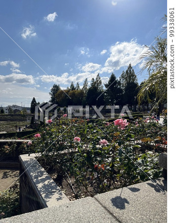Roses and park Roses and park 99338061