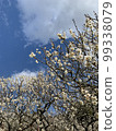 Plum blossoms and blue sky 99338079