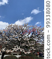 Plum blossom red plum and white plum 99338080