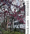 Cherry Blossoms	 99338085