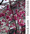 Cherry Blossom	 99338086