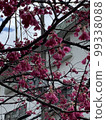 City and cherry tree 99338088