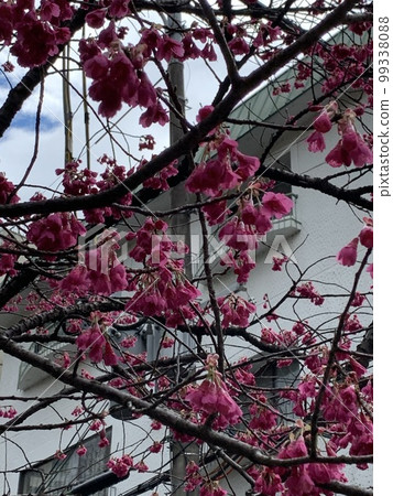 City and cherry tree City and cherry tree 99338088