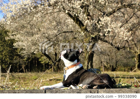 Mighty, a Boston terrier looking up at the blue sky in front of the plum blossoms while enjoying a walk in the woods of Yuzu no Sato Moroyama Town. Mighty, a Boston terrier looking up at the blue sky in front of the plum blossoms while enjoying a walk in the woods of Yuzu no Sato Moroyama Town. 99338090