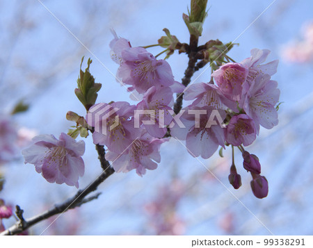 Kawazu櫻花在Kangunzuka Kawazu櫻花在Kangunzuka 99338291