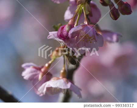 Kawazu cherry blossoms at Kangunzuka 99338317