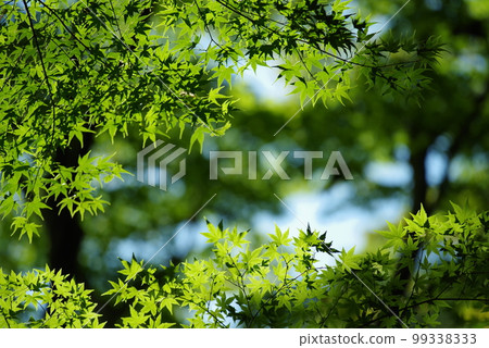 穿過藍楓 穿過藍楓 99338333