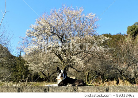 Mighty, a Boston terrier, enjoying a walk in the woods of Yuzu-no-sato Moroyama-cho and looking at the scenery in front of the plum blossoms. 99338462