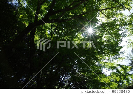 陽光透過清新的綠色 陽光透過清新的綠色 99338480