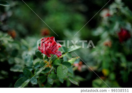 玫瑰花園裡的花 99338551