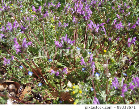 Buddha's Seed 99338671