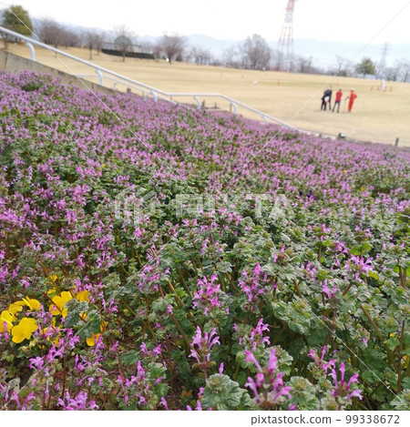 Buddha's Seed 99338672