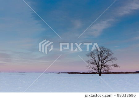 Elm tree in the evening Elm tree in the evening 99338690
