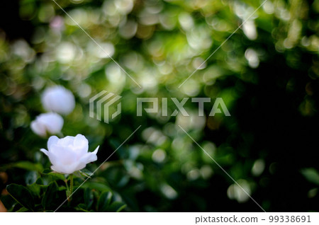 Flowers seen in a nearby rose garden Flowers seen in a nearby rose garden 99338691