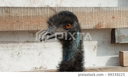 Portrait of Australian Emu bird. Dromaius novaehollandiae. Close-Up of an Australian Emu. 99339225