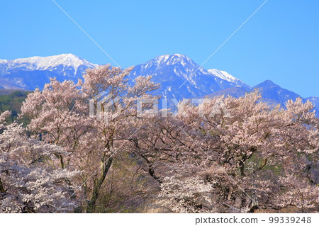 南阿爾卑斯山的櫻花和花壇@金城寺 99339248