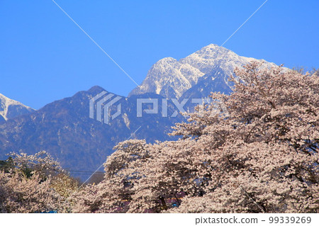 Cherry blossoms and flowerbeds in the Minami Alps @ Jinjoji Temple 99339269