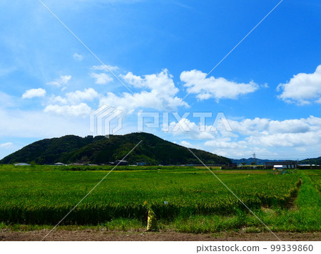 Blue sky, blue sea and park 99339860
