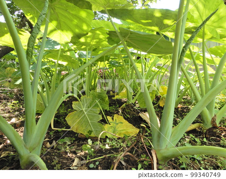 Taro Taro 99340749